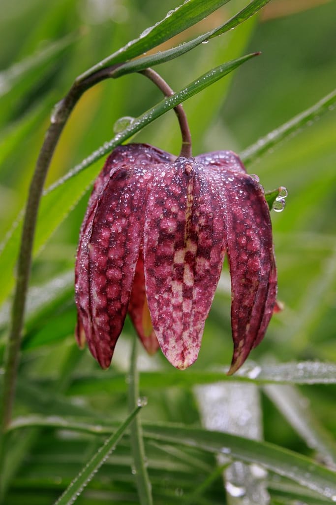 Wilde kievitsbloem - Fritillaria meleagris