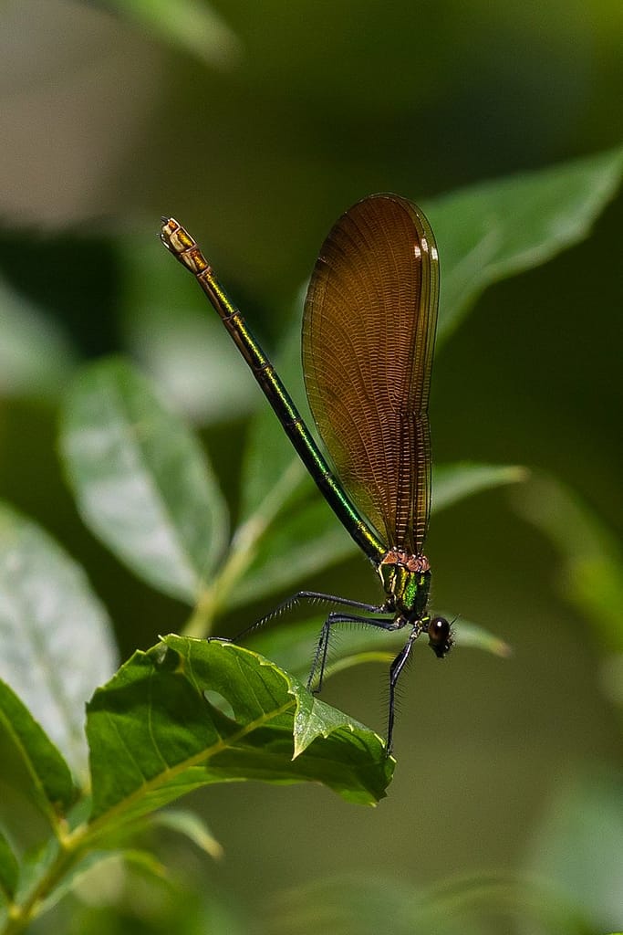 Calopteryx virgo - Bosbeekjuffer