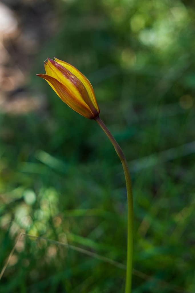 Tulipa sylvestris -Wilde tulp