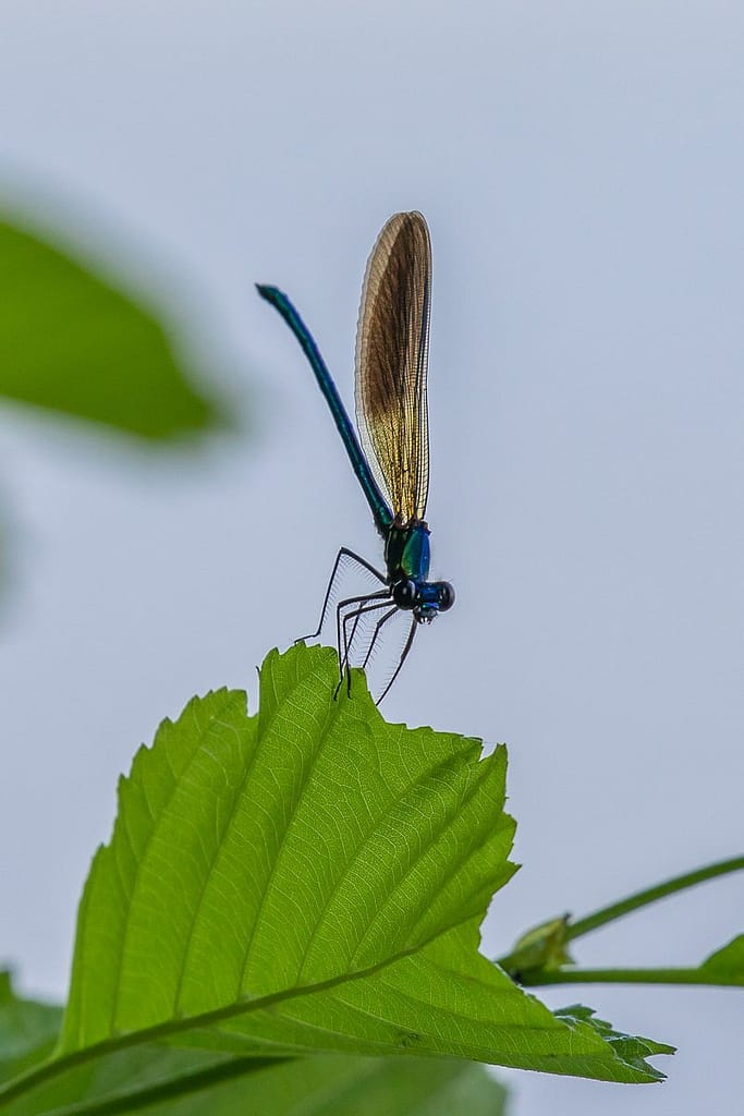 Libellula fulva – Bruine korenbout