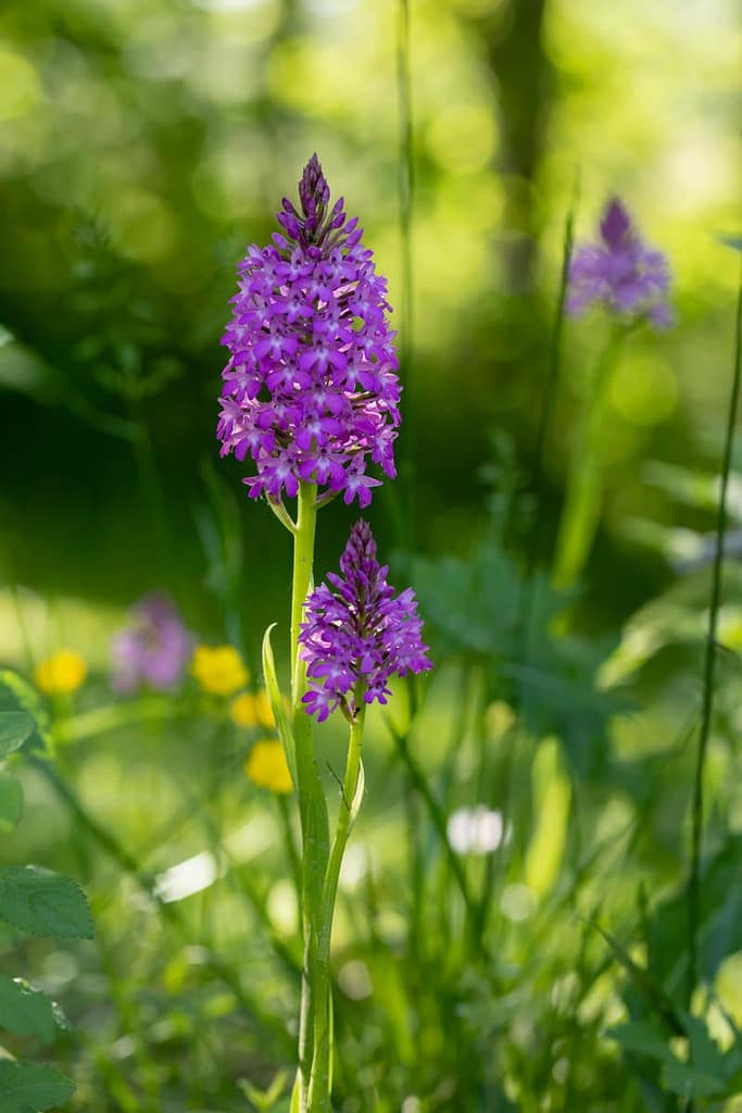 Anacamptis pyramidalis