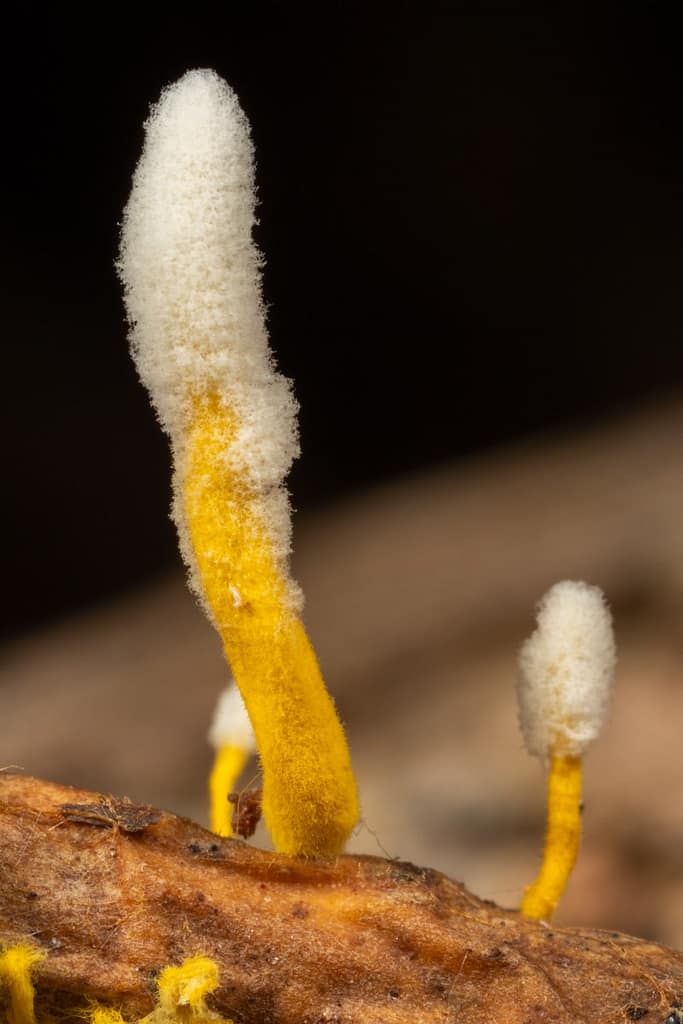 Isaria farinosa, Bepoederde rupsendoder