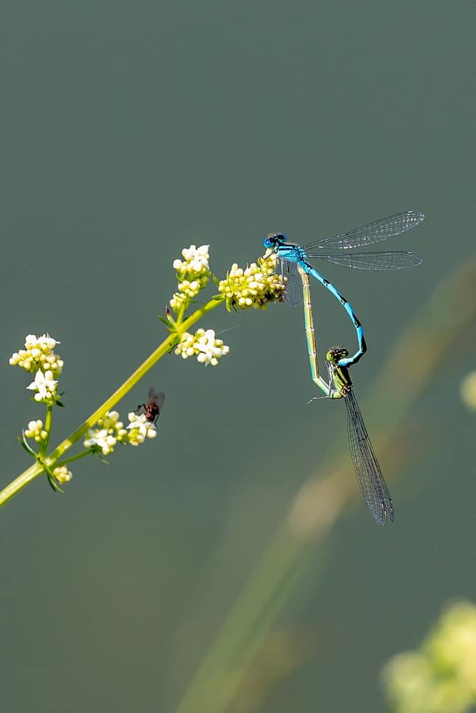 Coenagrion Puella, Azuurwaterjuffer