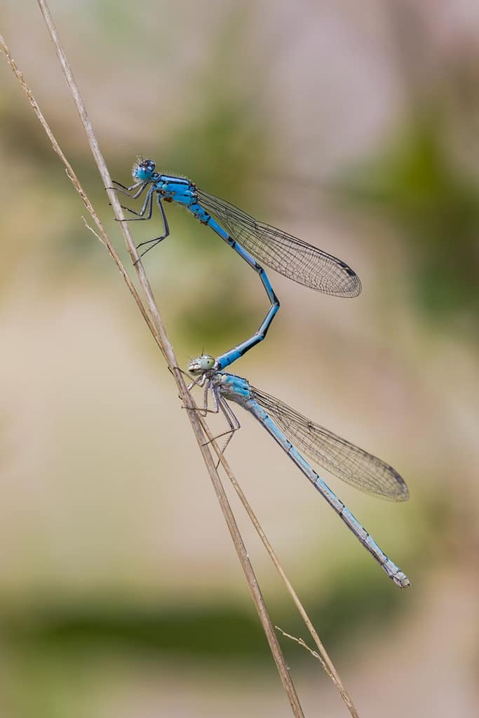 Enallagma cyathigerum, Watersnuffel