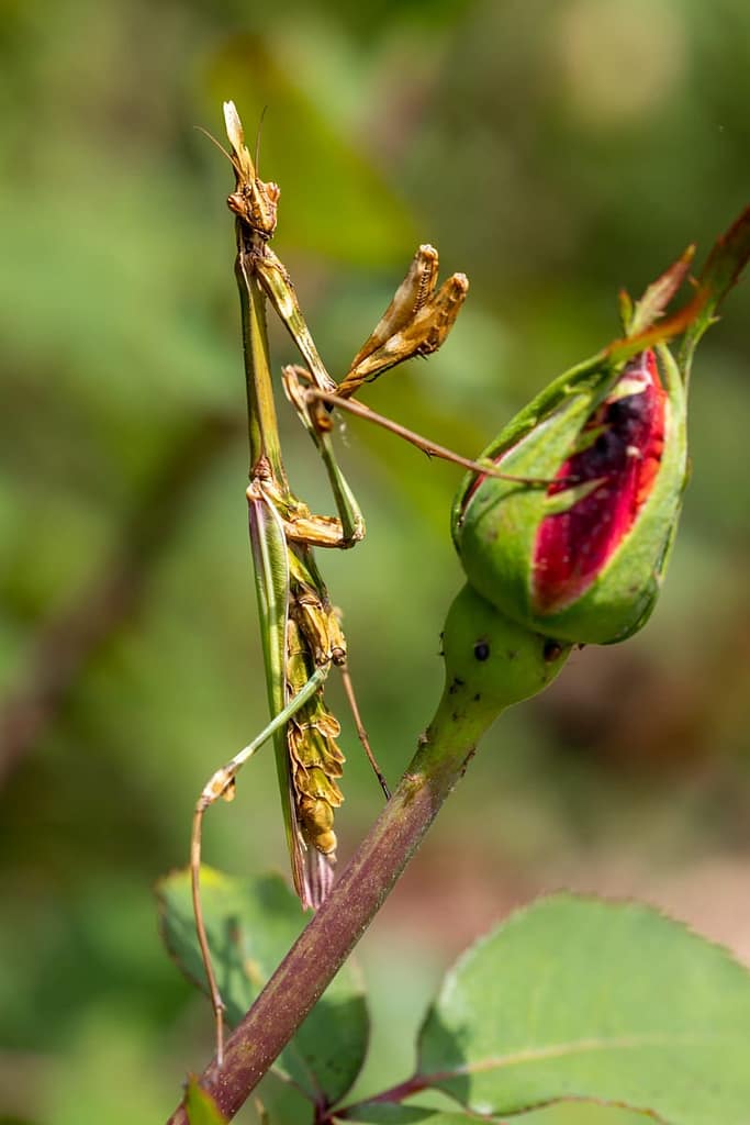Mantodea, Mantis, Bidsprinkhaan