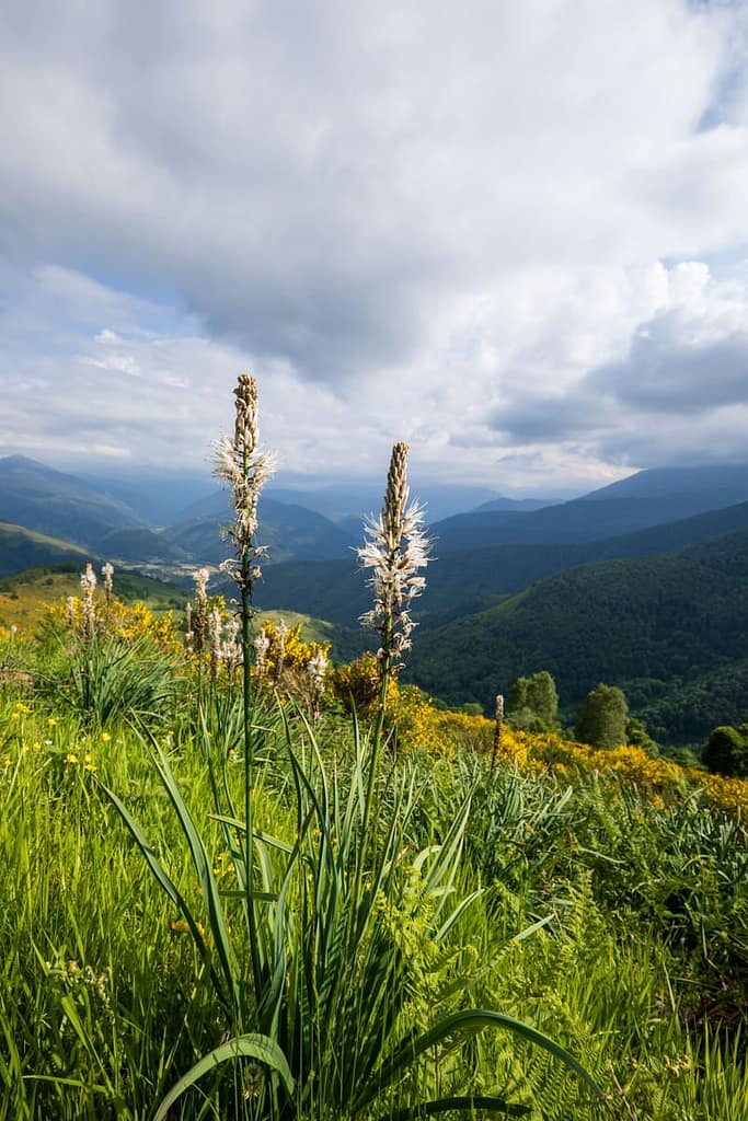 Asphodelus albus, Wtte affodil op Col d'Aspin