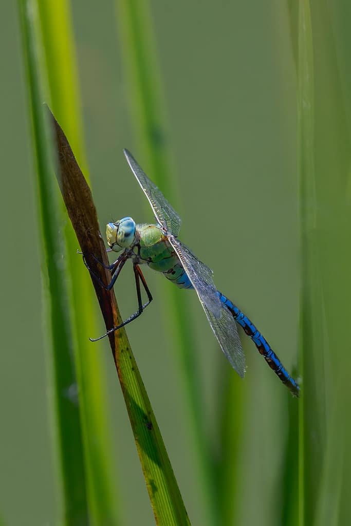 Anax imperator, Grote keizelibel