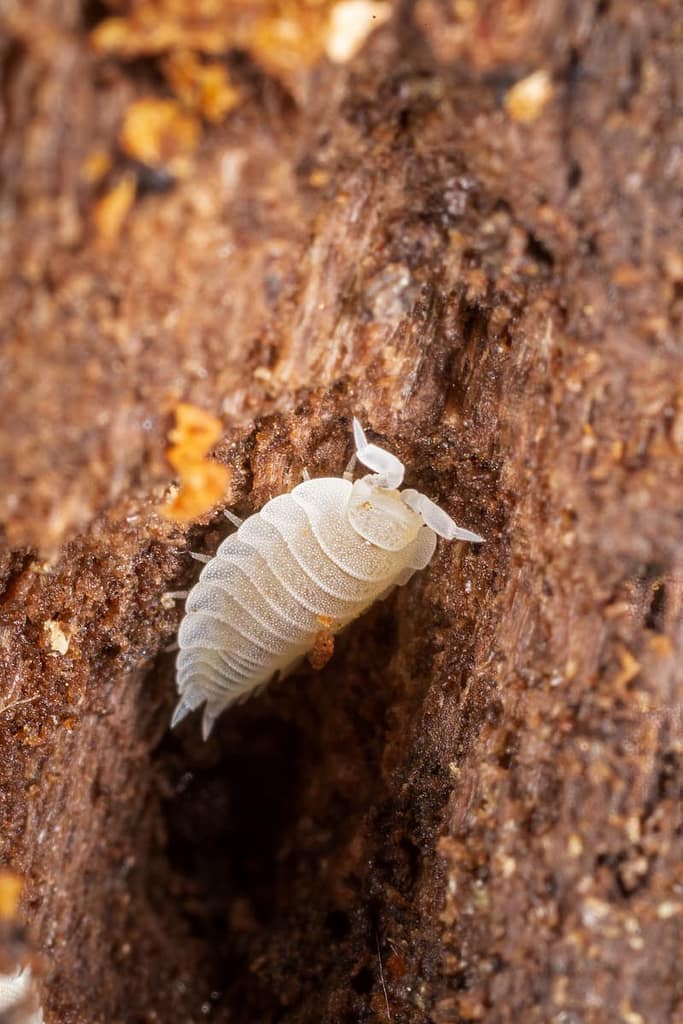 Platyarthrus hoffmannseggii, Mierenpissbed