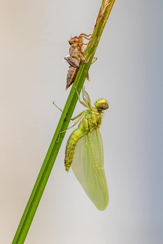 Orthetrum cancellatum, Gewone oeverlibel