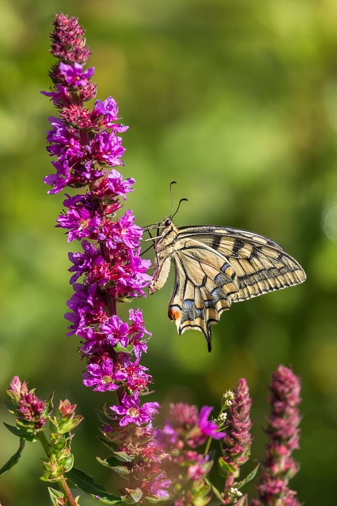 Papilio machaon, Koninginnenpage