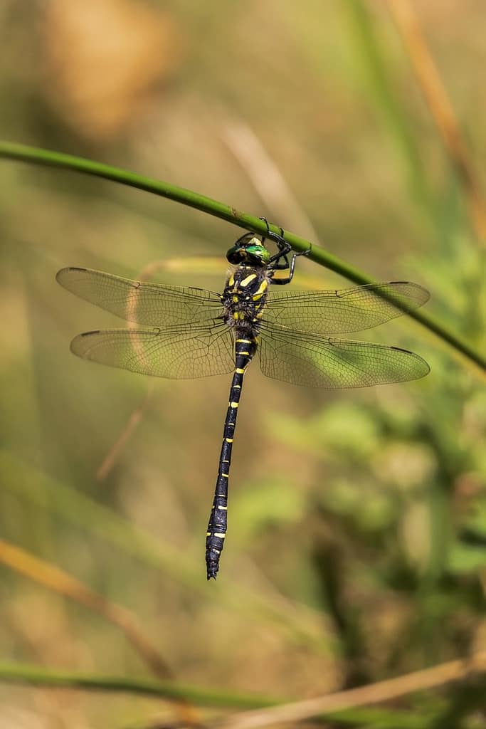 Cordulegaster boltonii, Gewone bronlibel
