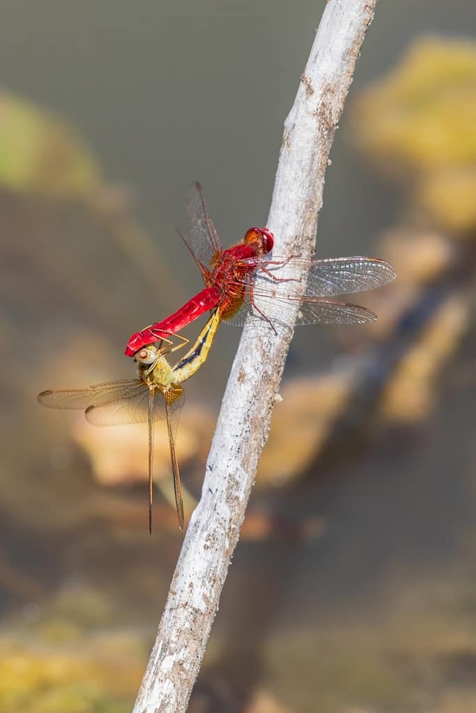 Crocothemis erythraea, Vuurlibel