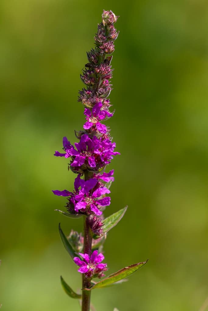 Lythrum salicaria, Grote kattenstaart