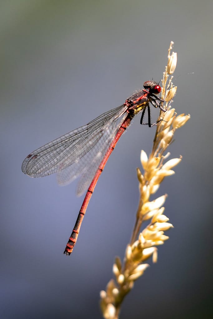 Pyrrhosoma nymphula, Vuurjuffer