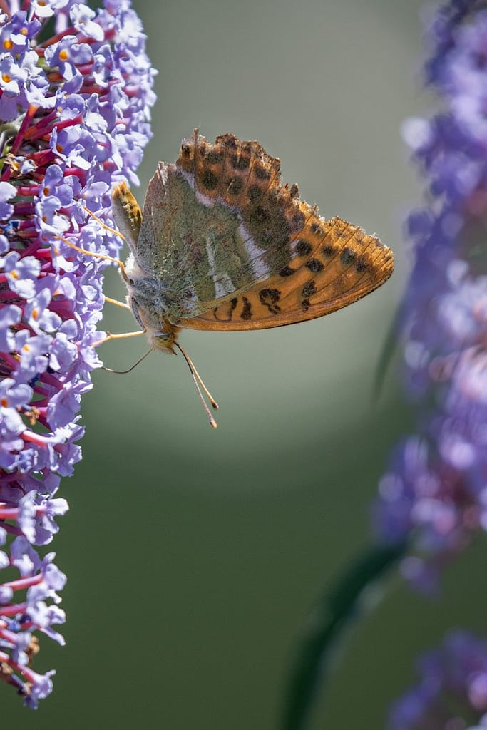 Keizersmantel op vlinderstruik
