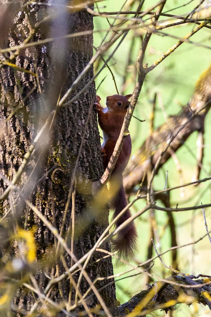 Sciurus vulgaris, eekhoorn
