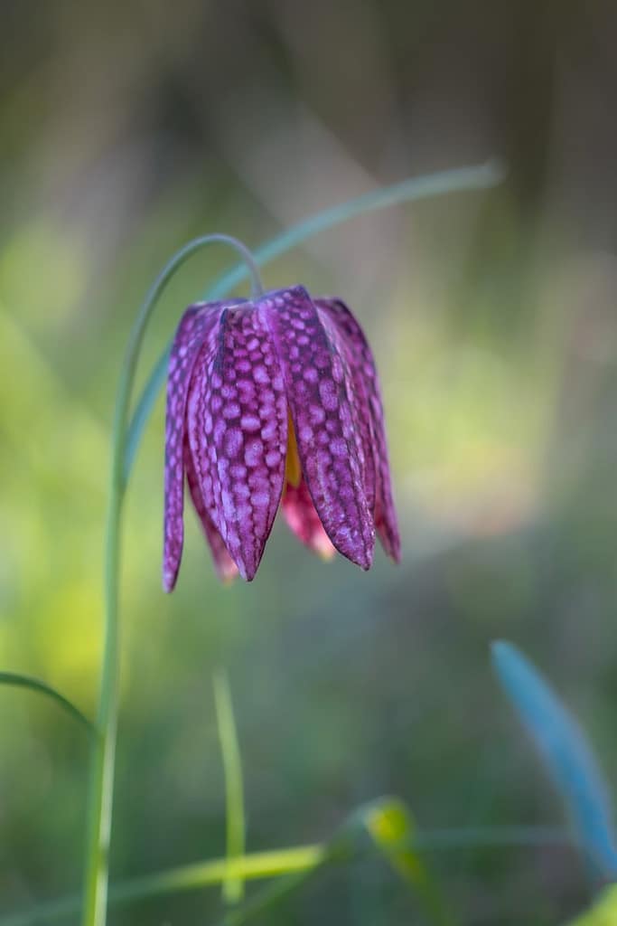 Fritillaria meleagris, Kievitsbloem