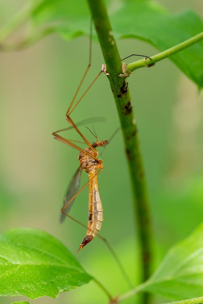 Tipula lunata, Oranje maanmug