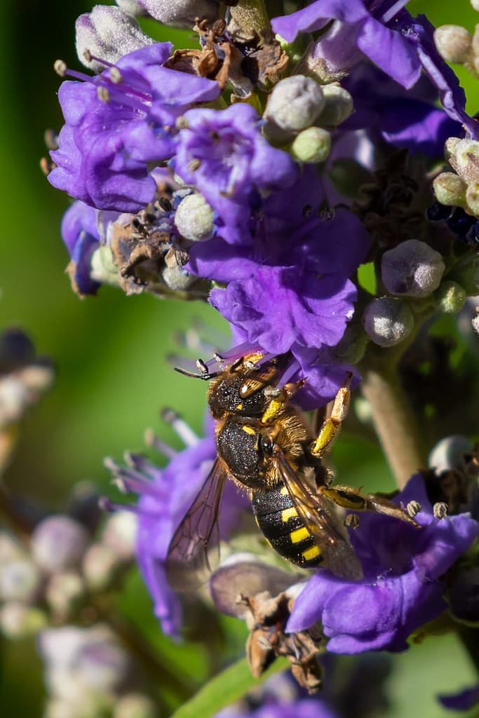 Anthidium florentinum