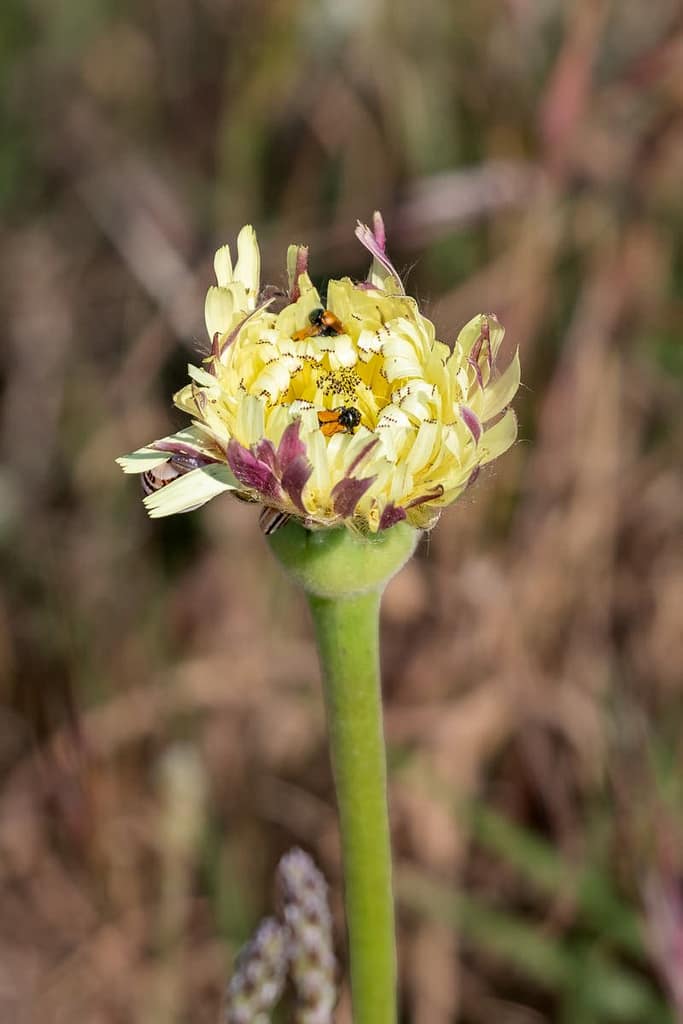 Urospermum dalechampii