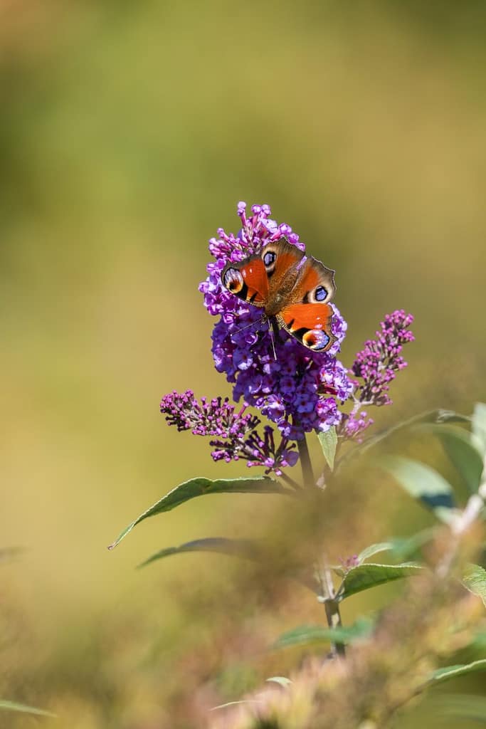 Aglais io, Dagpauwoog