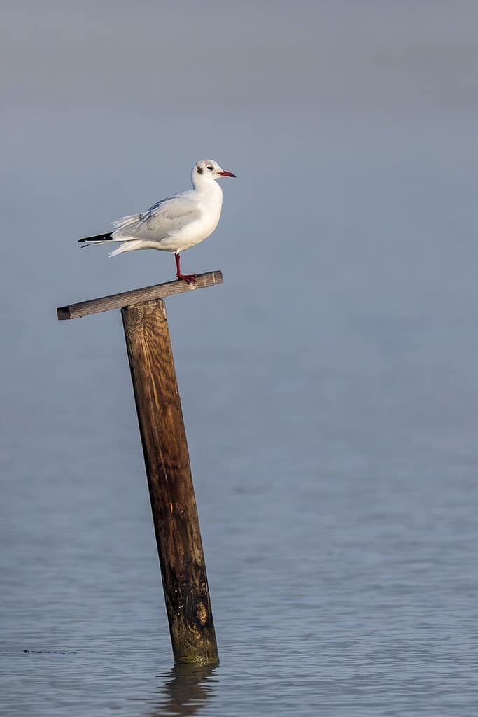 Chroicocephalus ridibundus, Kokmeeuw