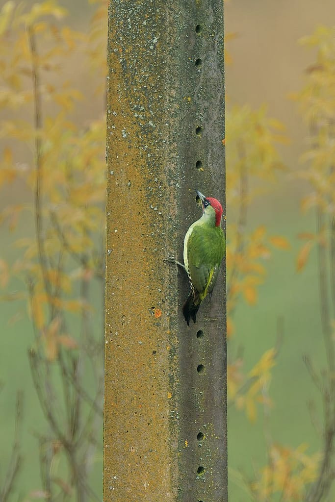 Picus viridis, Groene specht