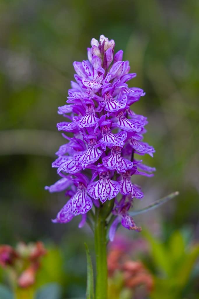 Dactylorhiza maculata, Gevlekte Orchis