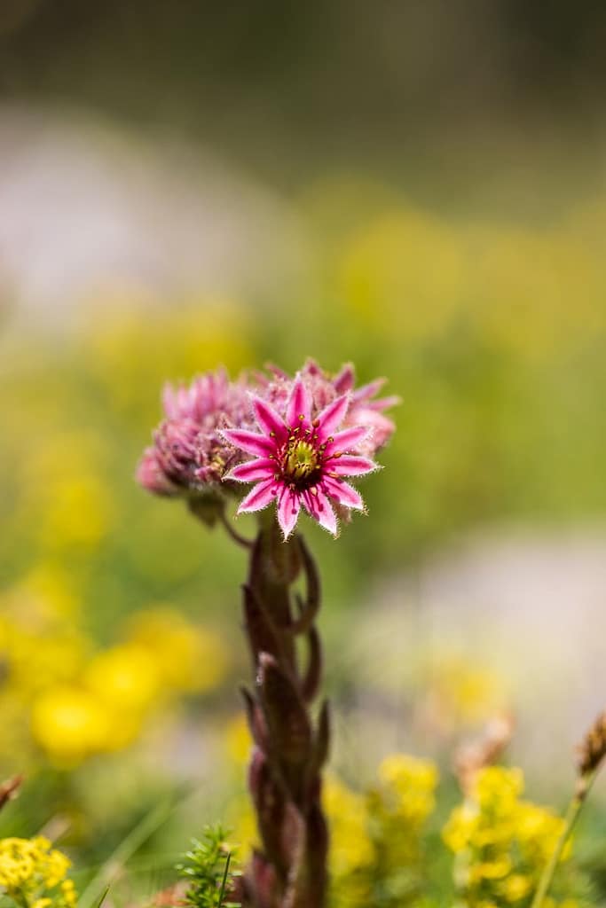 Sempervivum arachnoideum, Spinnenwebhuislook