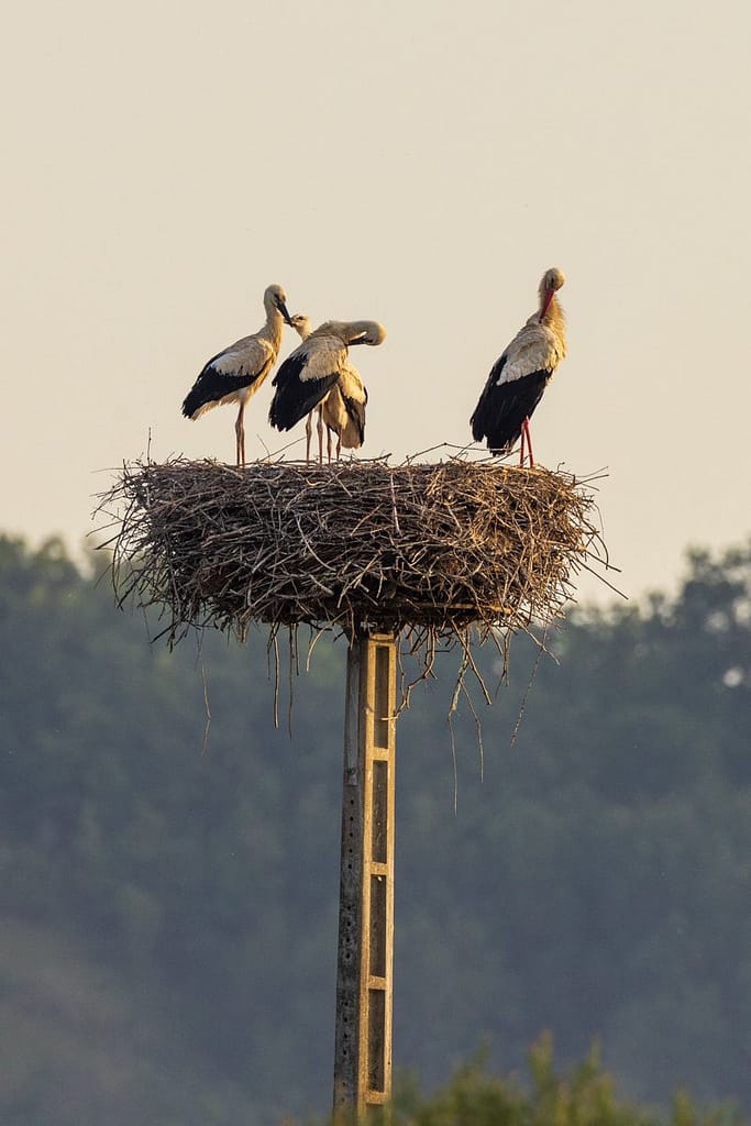 Ciconia ciconia, Ooievaar
