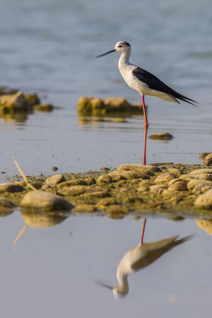 Himantopus himantopus, Steltkluut