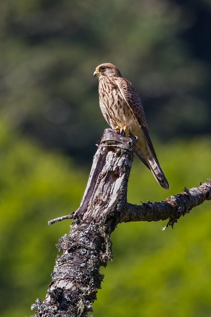 Falco tinnunculus, Torenvalk