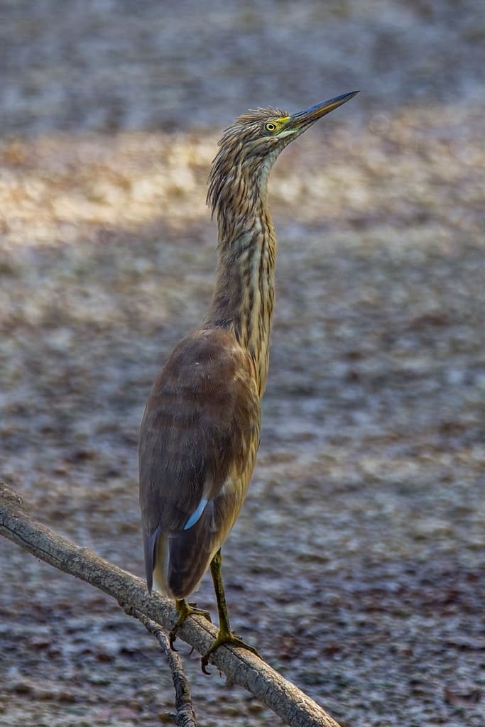 Ardeola ralloides, Ralreiger