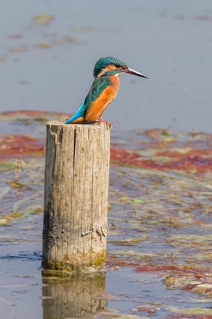 Alcedo atthis, IJsvogel