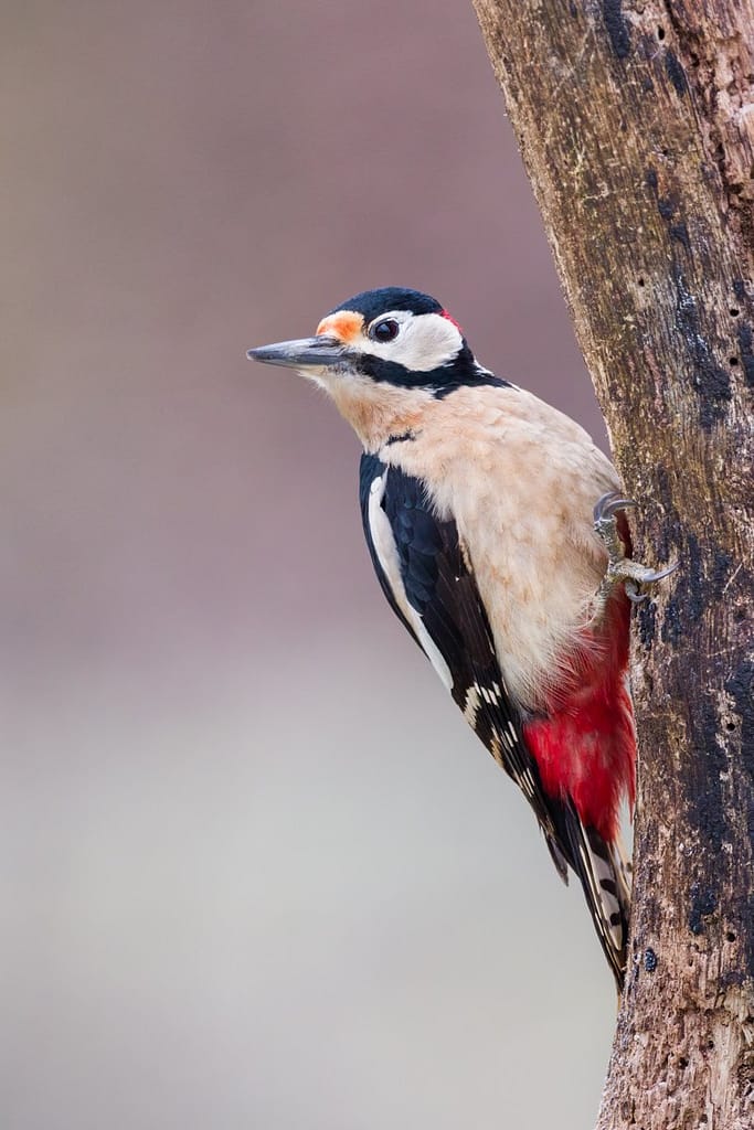 Dendrocopos major, Grote bonte specht