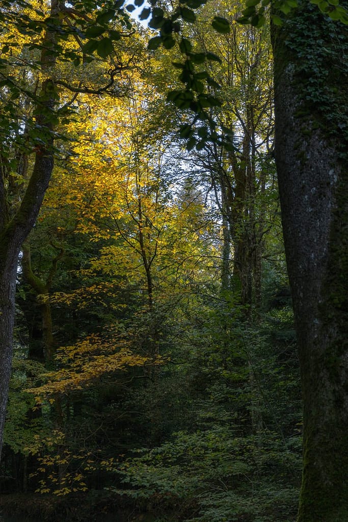 Forêt de la Rouge, Montagne Noir