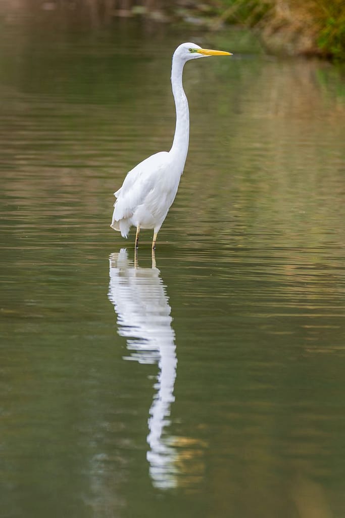 Ardea alba, Grote zilverreiger