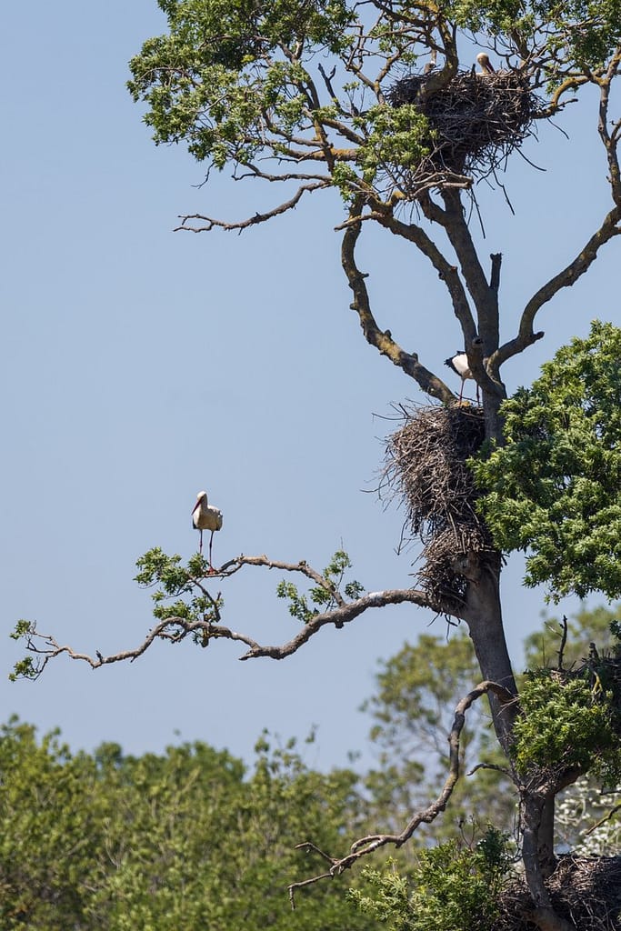 Ciconia ciconia, Ooievaar