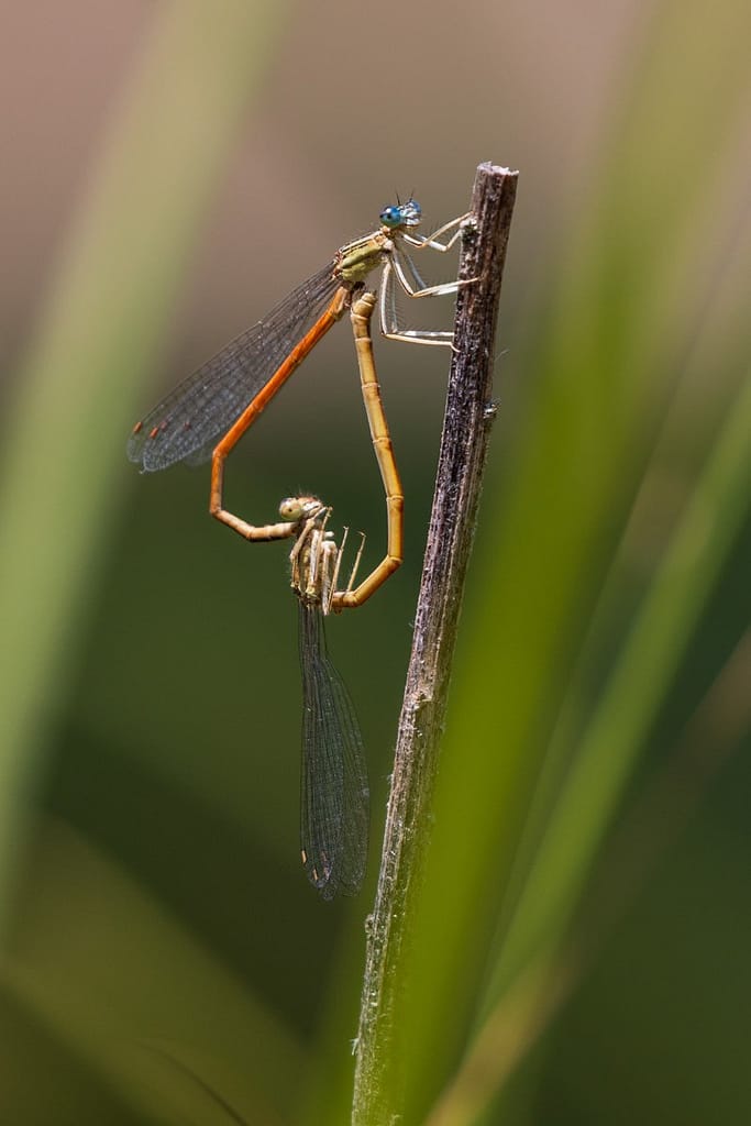 Platycnemis acutipennis, Oranje breedscheenjuffer
