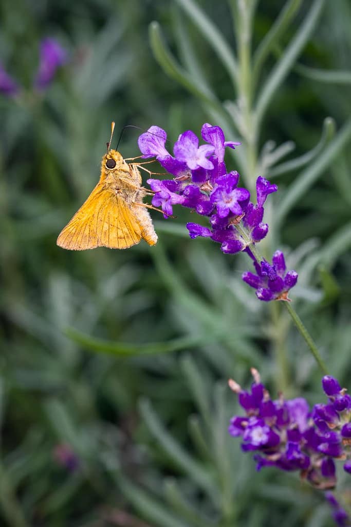 Ochlodes sylvanus, Groot dikkopje