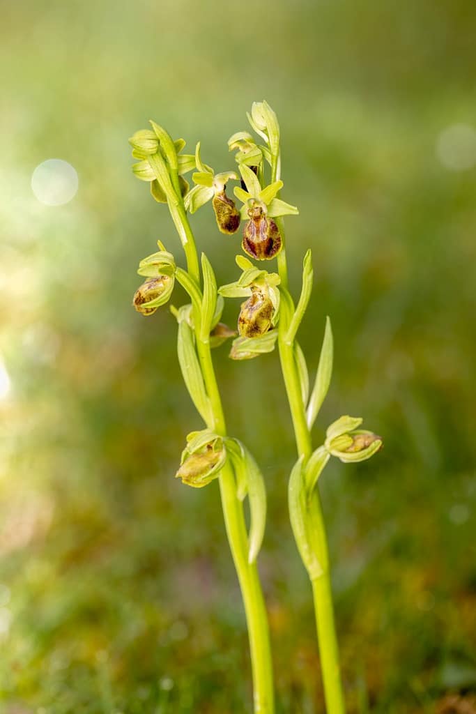 Ophrys sphegodes - Spinnenorchis