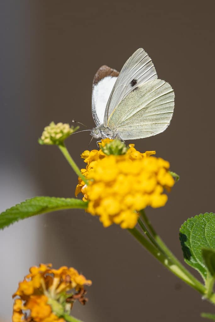 Pieris brassicae - Groot koolwitje