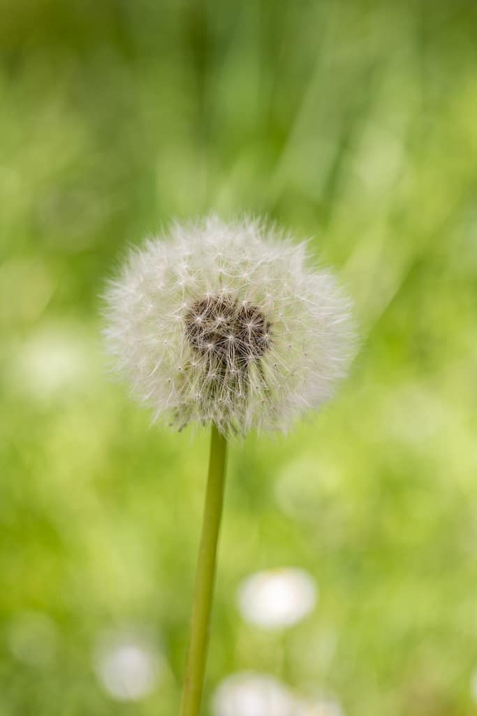 Taraxacum officinale - Paardenbloem