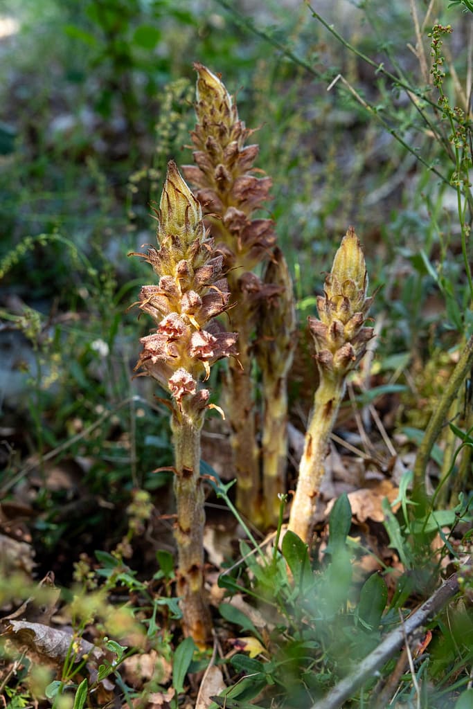 Orobanche rapum-genistae - Grote bremraap