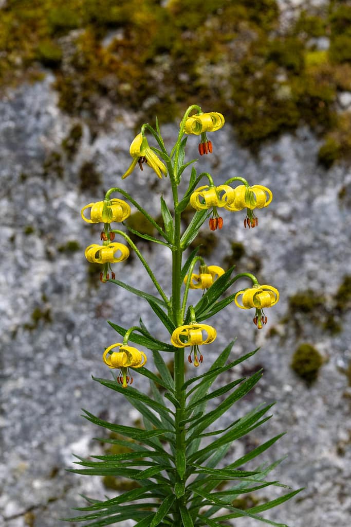 Lilium pyrenaicum