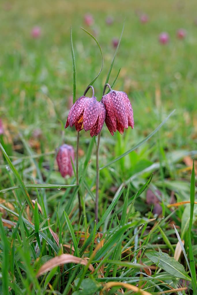 Wilde kievitsbloem - Fritillaria meleagris