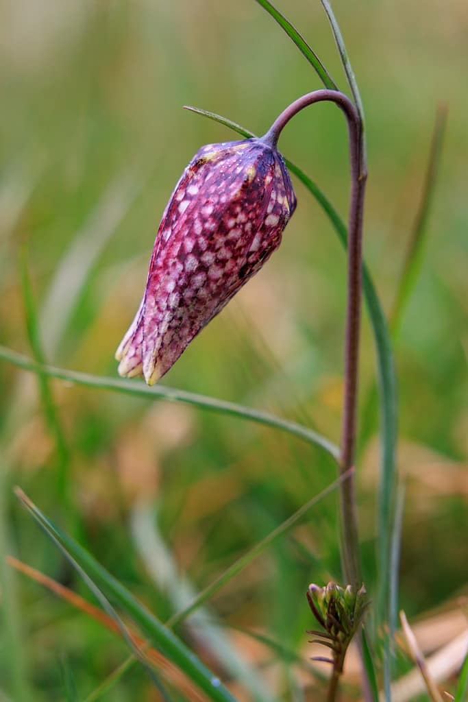 Wilde kievitsbloem - Fritillaria meleagris