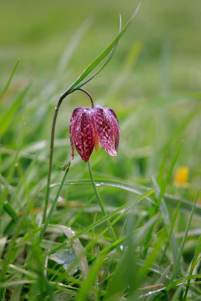Wilde kievitsbloem - Fritillaria meleagris