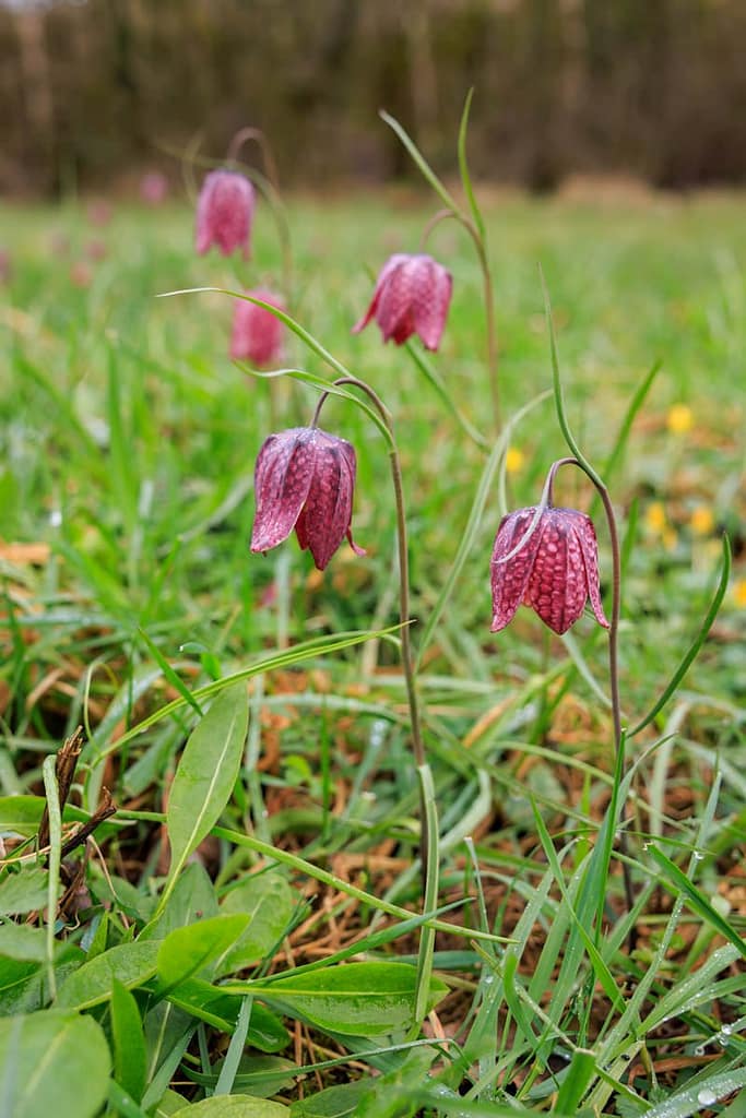 Wilde kievitsbloem - Fritillaria meleagris