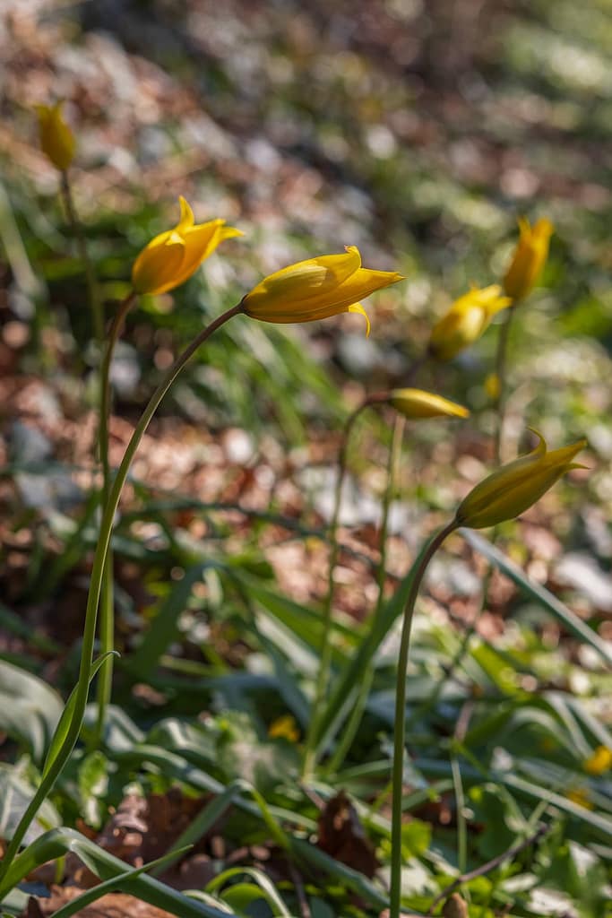 Tulipa sylvestris subsp. sylvestris